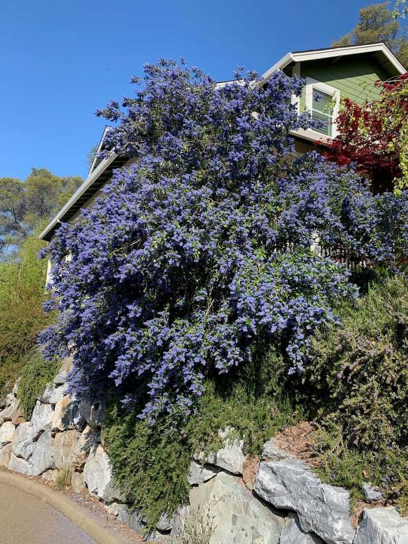 Ceanothus 'Ray Hartman' Ceanothus 'Ray Hartman'