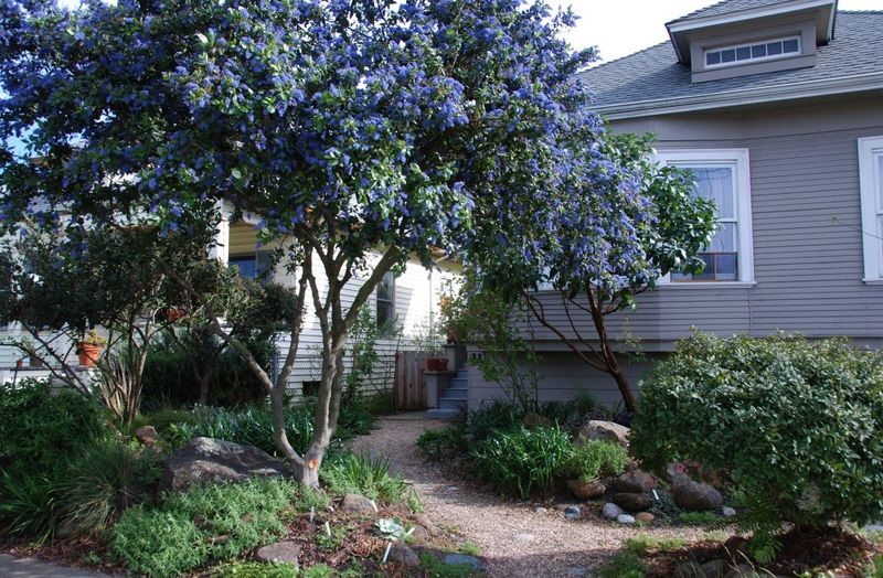 Ceanothus 'Ray Hartman'