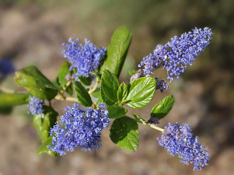 Ceanothus 'Ray Hartman'