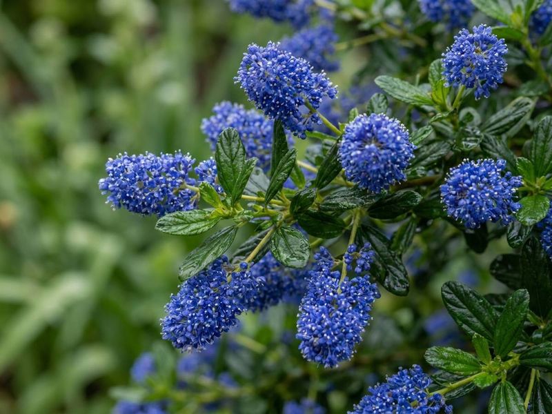 Ceanothus