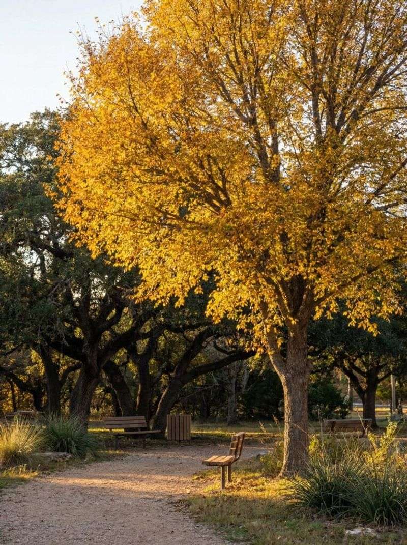 Cedar Elm