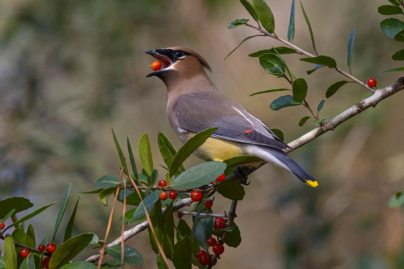 Cedar Waxwing