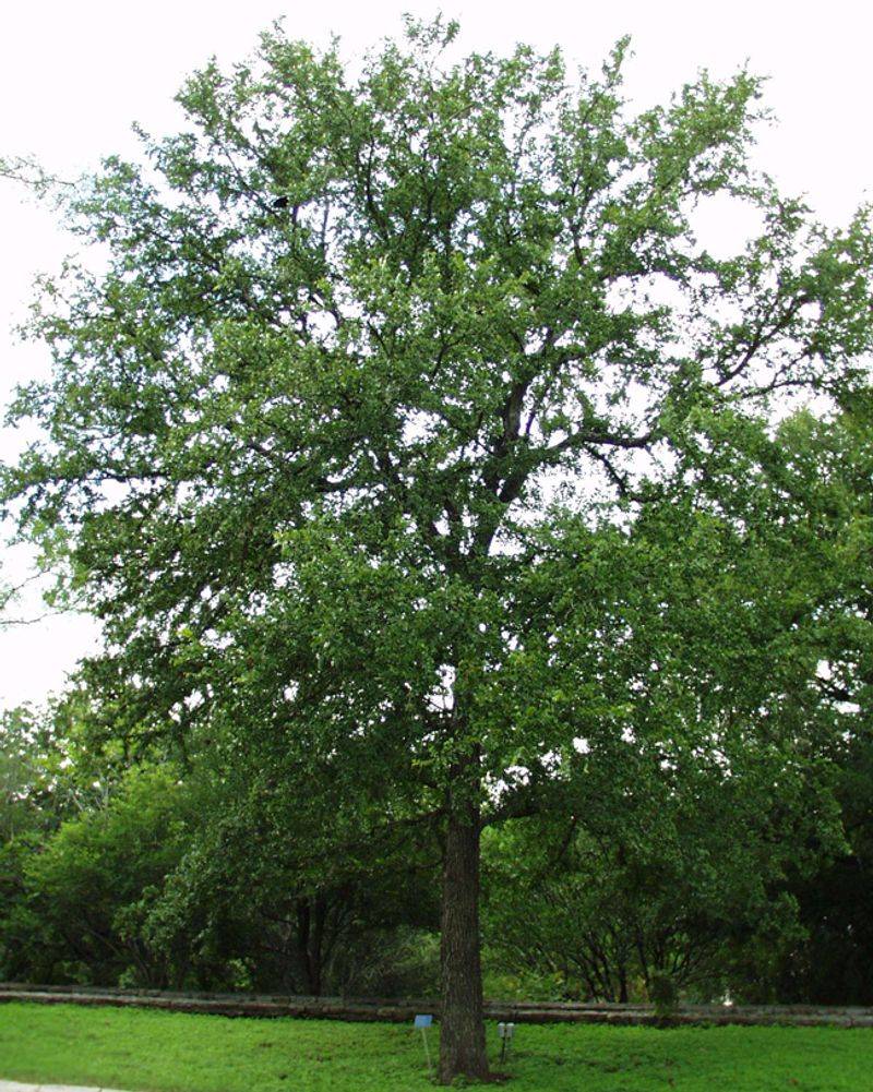 Cedar elm is one native shade-tree option