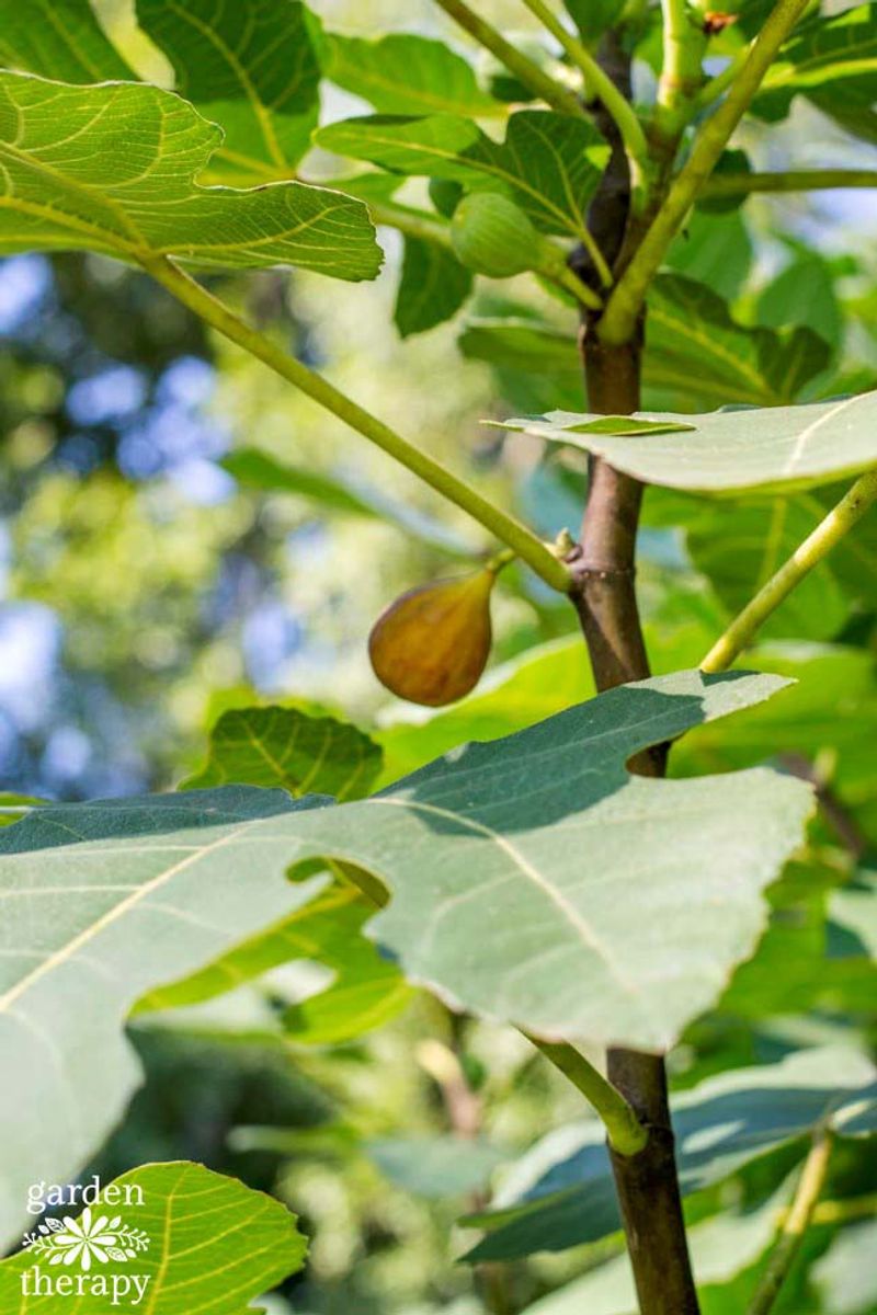 Celeste Fig