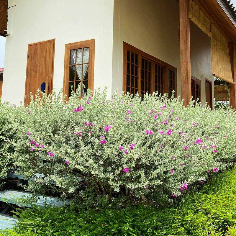 Cenizo (Texas Sage)