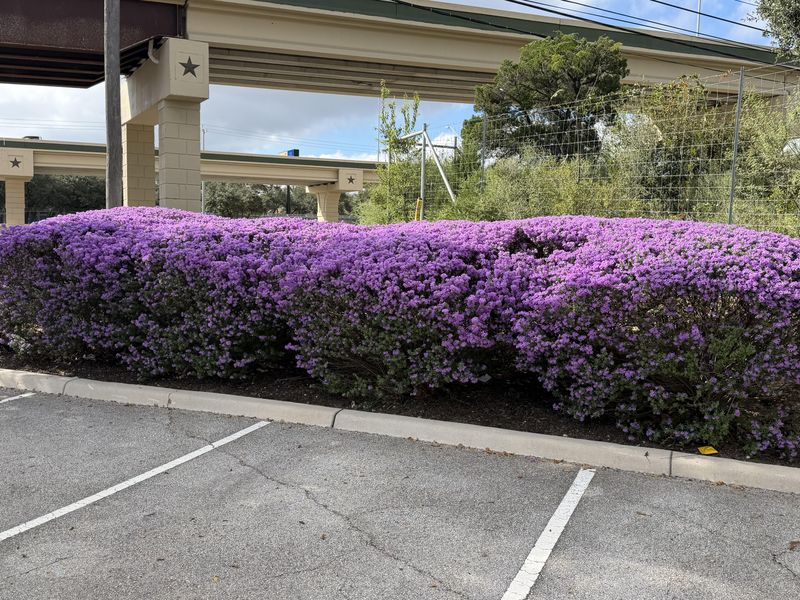 Cenizo is an evergreen shrub, not a fall-bloom guarantee Cenizo is an evergreen shrub, not a fall-bloom guarantee