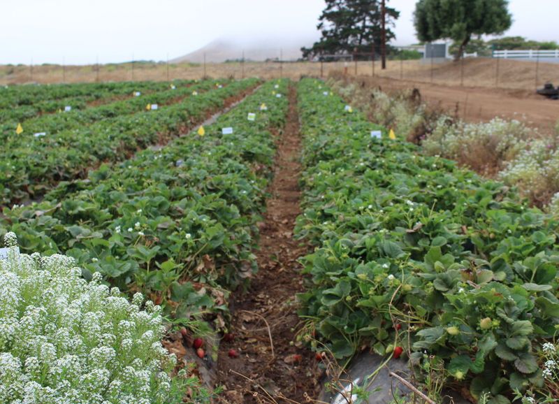 Central Texas commonly grows strawberries for one spring crop