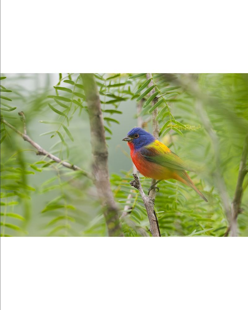 Central Texas is part of the painted bunting’s summer home