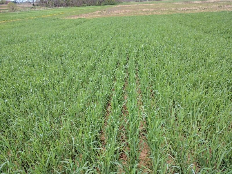Cereal Rye or Winter Wheat Cereal Rye or Winter Wheat
