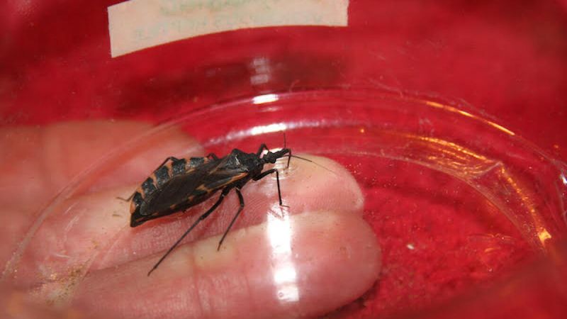 Chagas transmission involves more than a bite