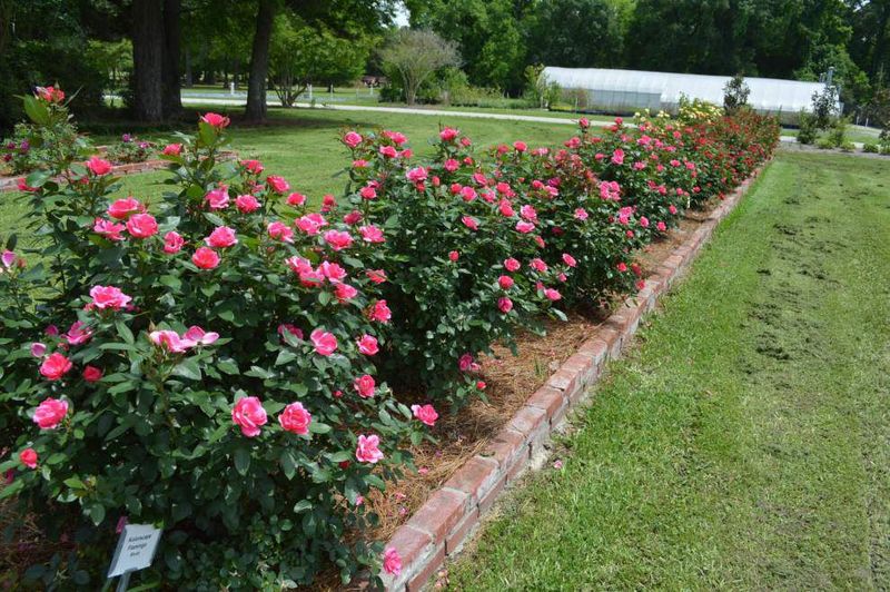 Chamblee's Rose Nursery, Tyler Chamblee's Rose Nursery, Tyler