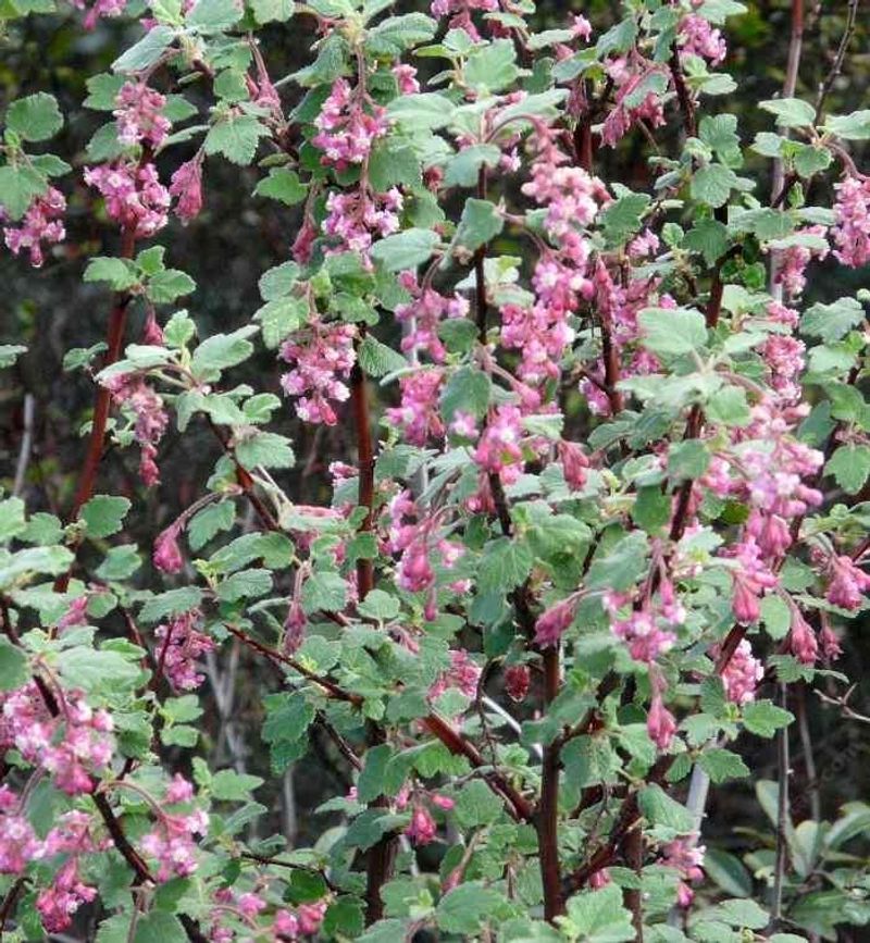 Chaparral Currant (Ribes malvaceum)