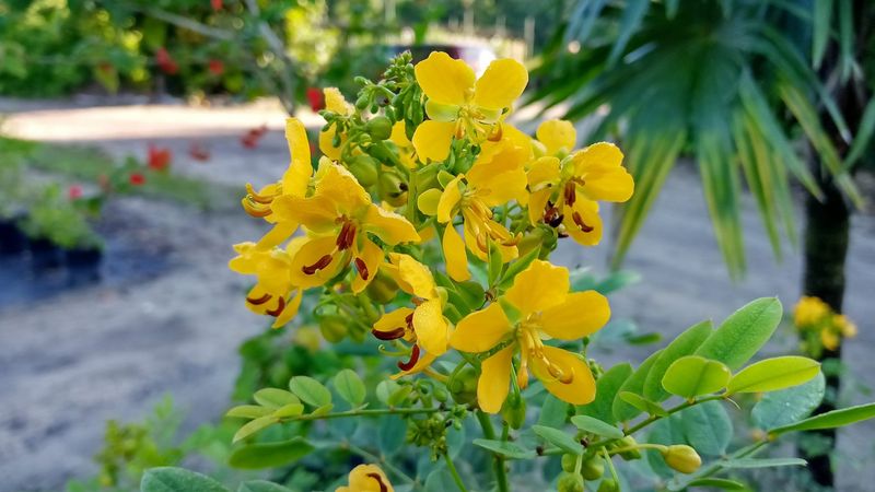 Chapman's Wild Sensitive Plant