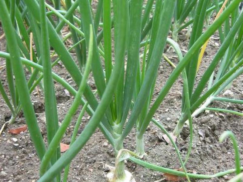 Check Your Local Guidance Before Planting