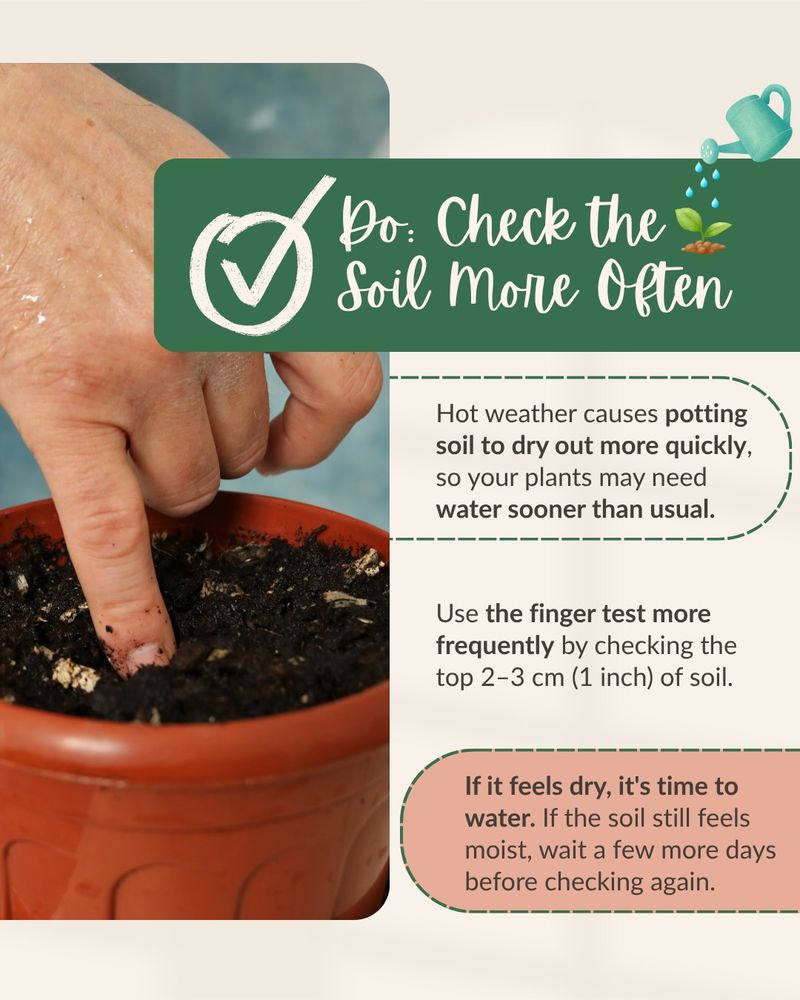 Check below the surface before you water