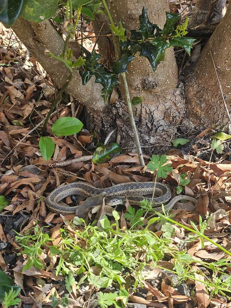 Check beneath a pot before moving it, and never handle a snake