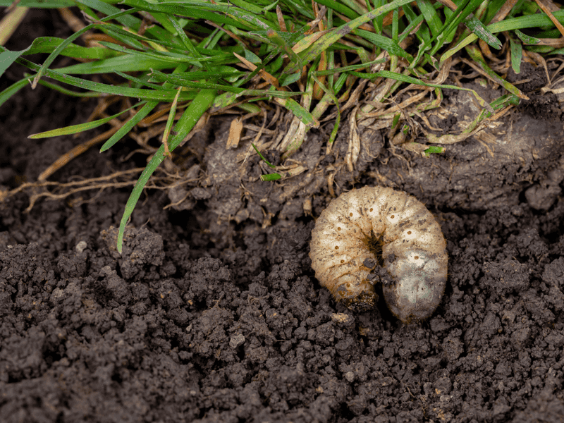 Check beneath the thatch before treating the lawn