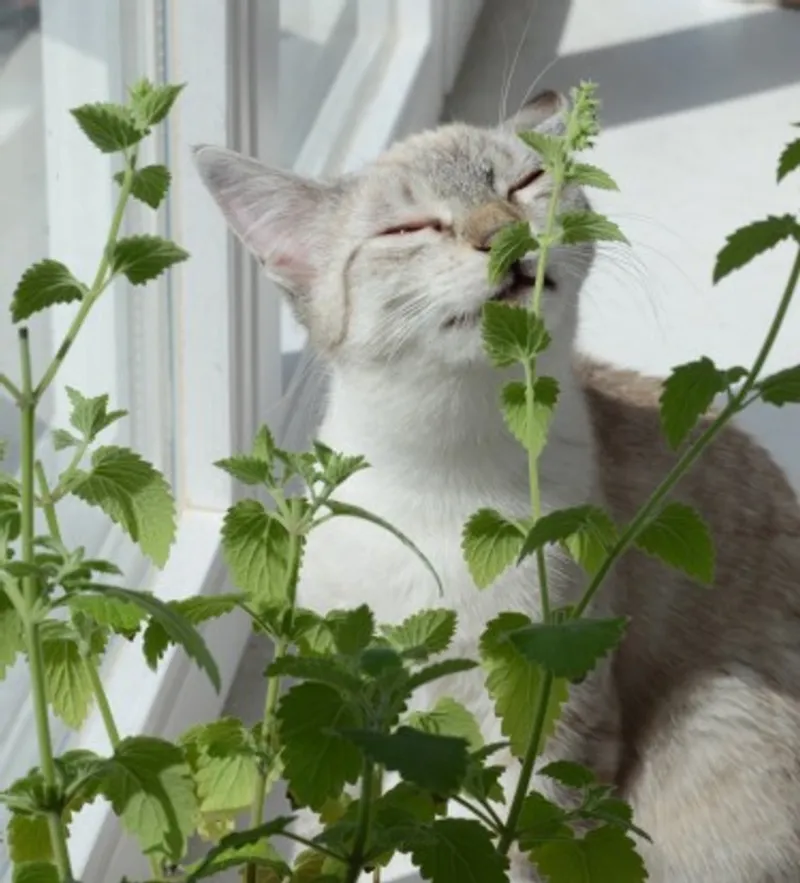 Check catnip safety around cats