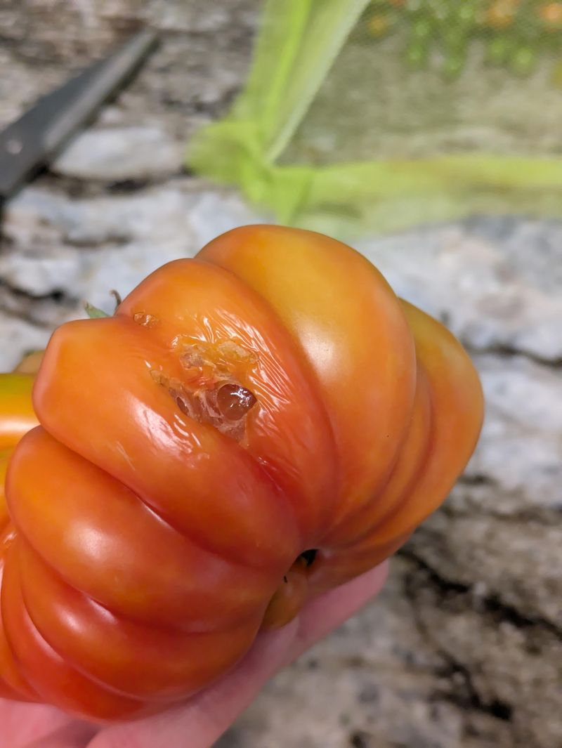 Check cracked fruit before eating it Check cracked fruit before eating it