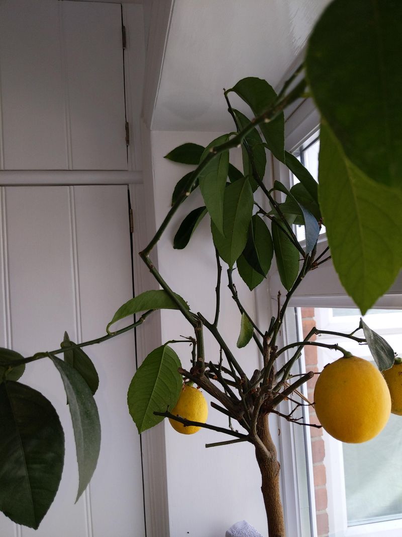 Check drafts, drainage, roots, and pests