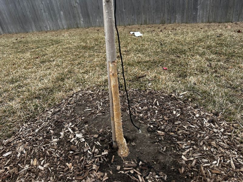 Check fall greens and young trees for damage