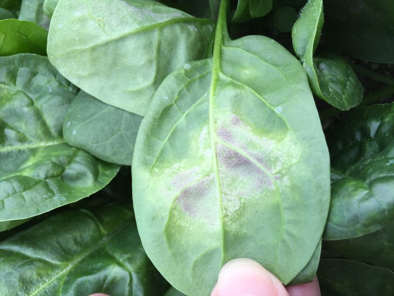 Check for Downy Mildew Before Treating the Soil
