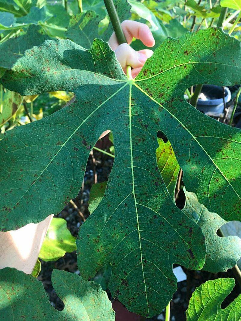 Check for Rust, Scale, and Borers