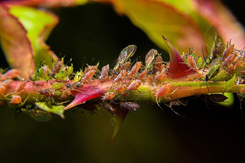 Check for aphid damage and act when needed Check for aphid damage and act when needed