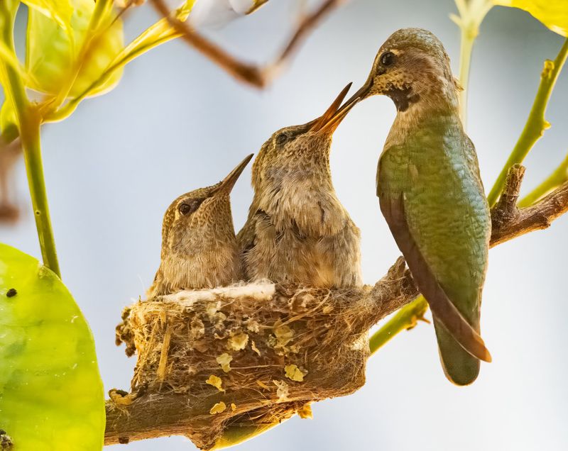 Check for bird nests before pruning