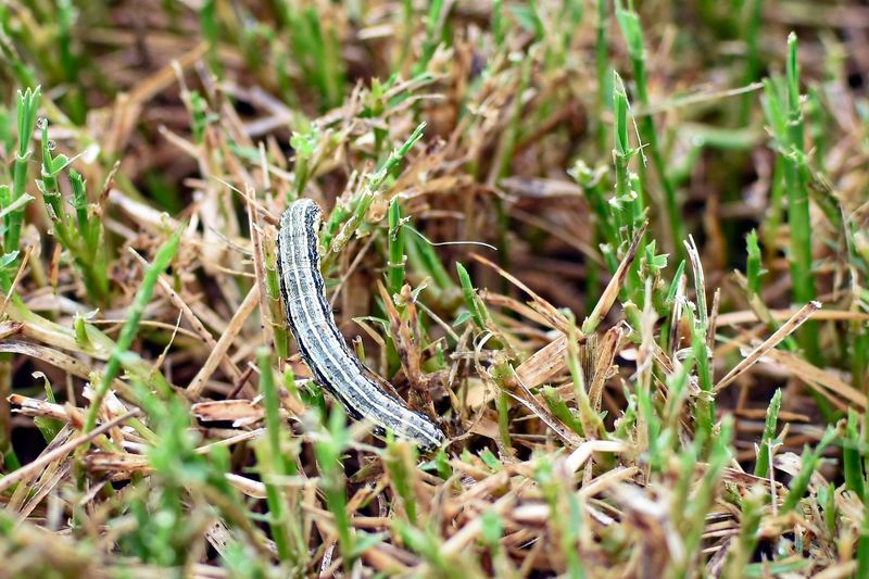 Check for caterpillars above ground and grubs at the roots