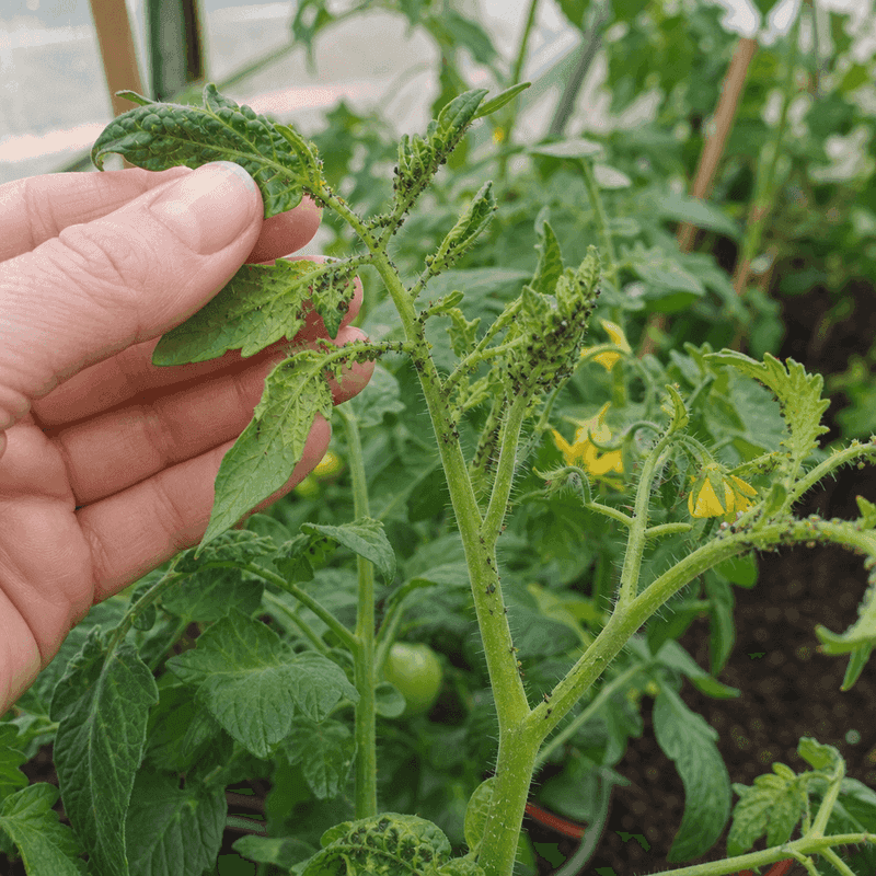 Check for insects before considering pest control Check for insects before considering pest control