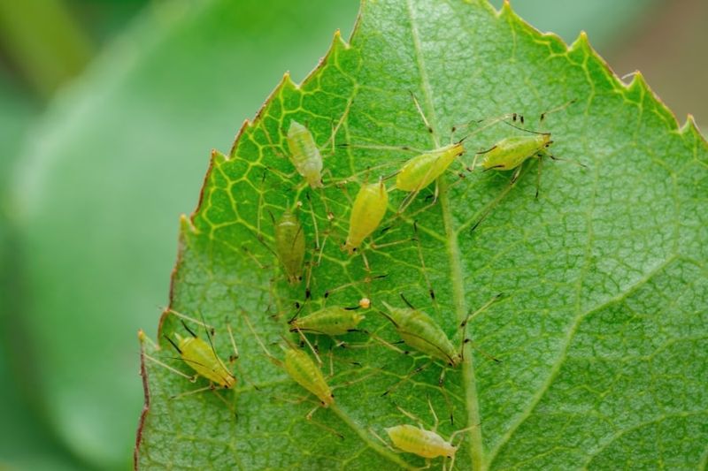 Check for pests and keep expectations realistic