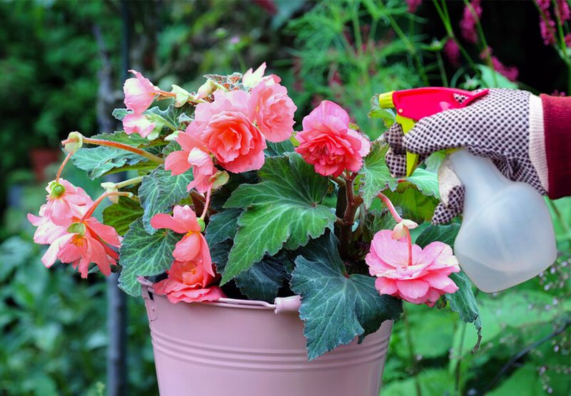 Check for pests before the pot joins your houseplants