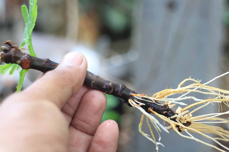 Check for roots before declaring success