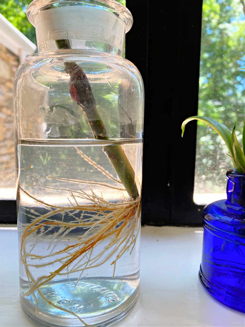 Check for roots before moving the cutting