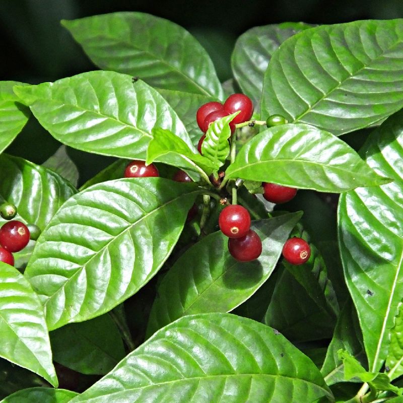 Check freeze exposure and berry safety before planting