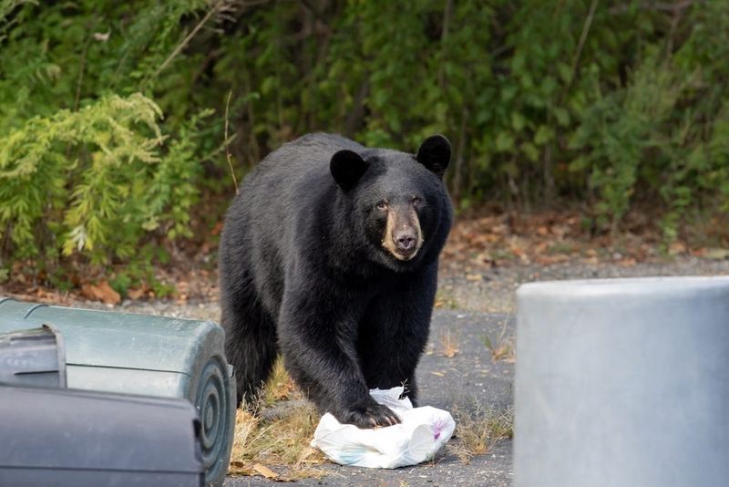 Check garbage, pet food, and grills first