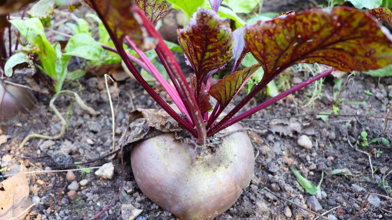 Check heat, water stress, and harvest timing for woody roots
