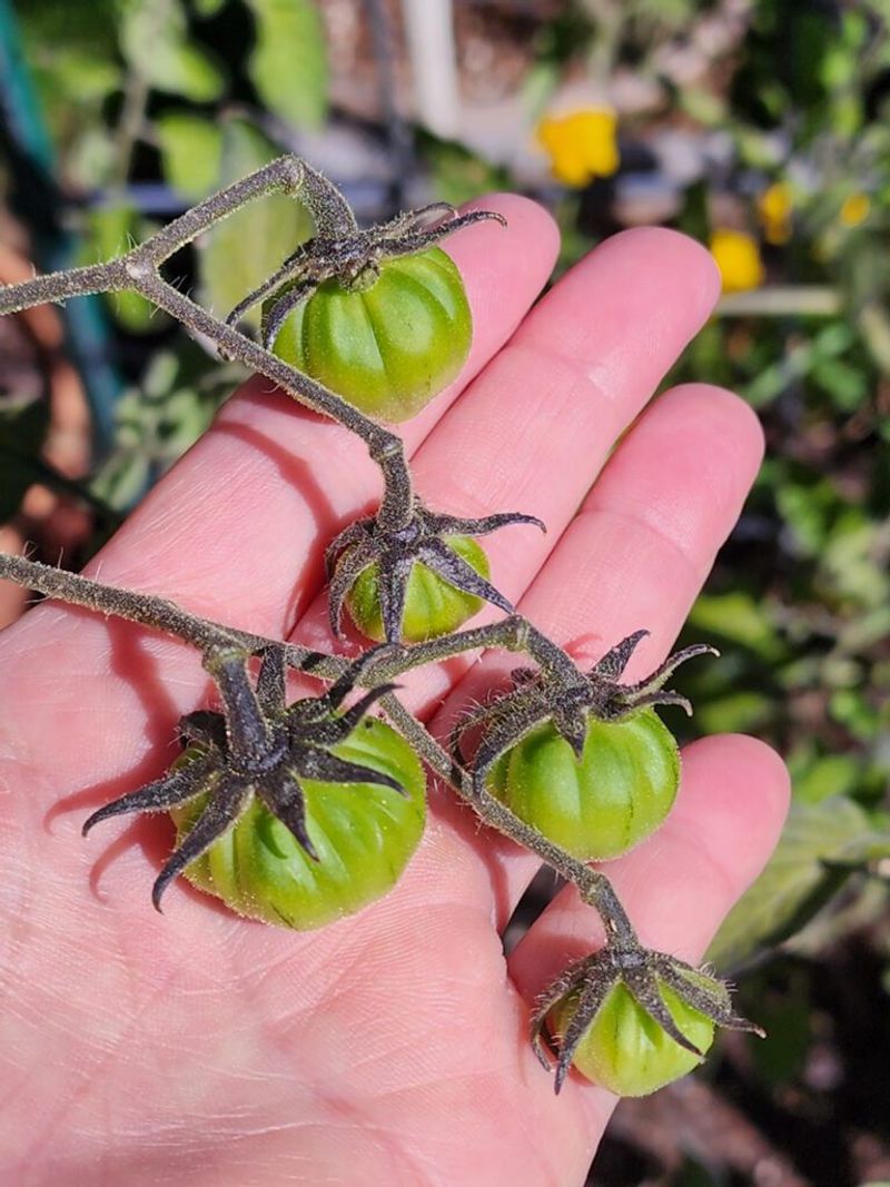 Check how long the fruit has been growing