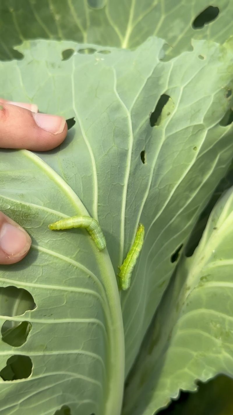 Check leaves for common collard pests