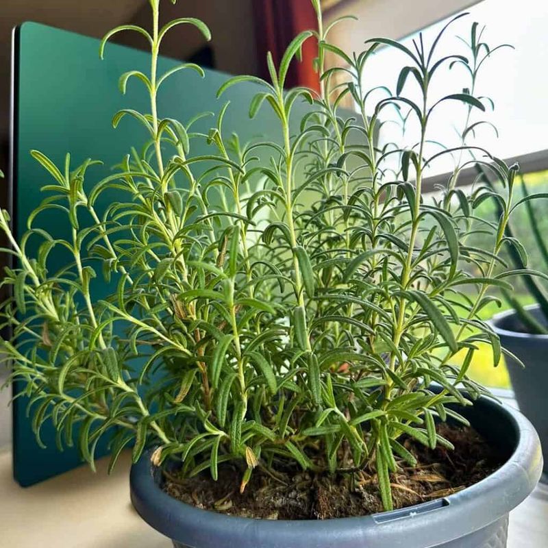 Check light and drainage when rosemary grows leggy
