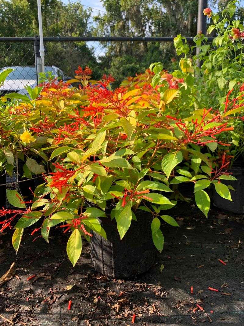 Check local conditions before planting firebush