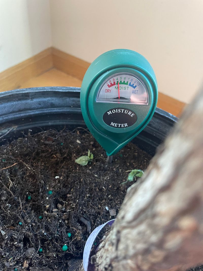 Check moisture and drainage before changing your watering