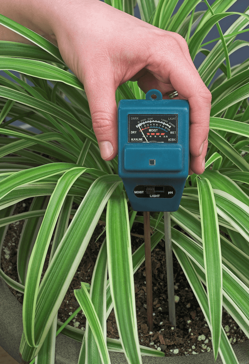 Check moisture below the surface before watering