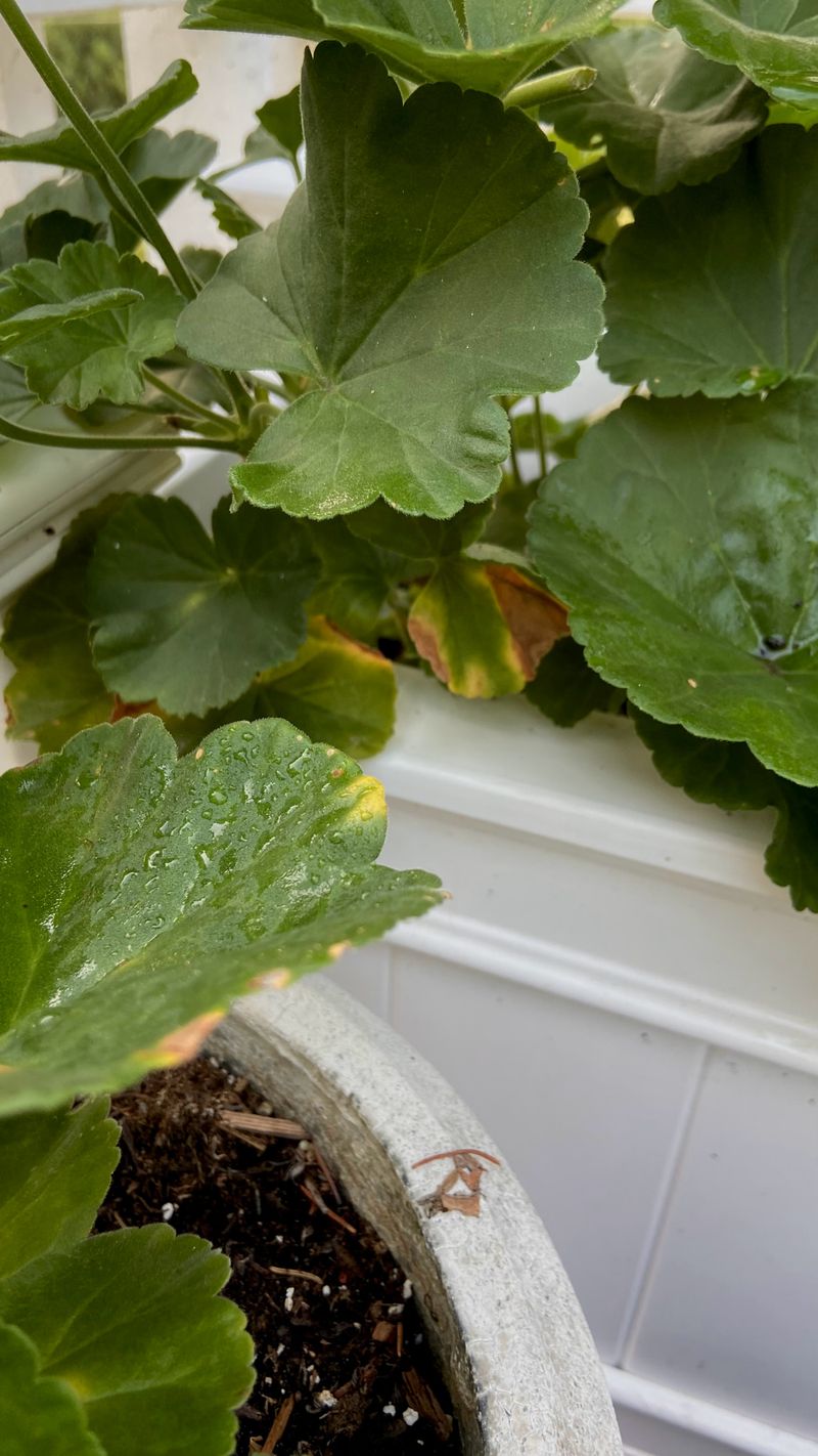 Check moisture, drainage, and disease signs when yellowing persists Check moisture, drainage, and disease signs when yellowing persists