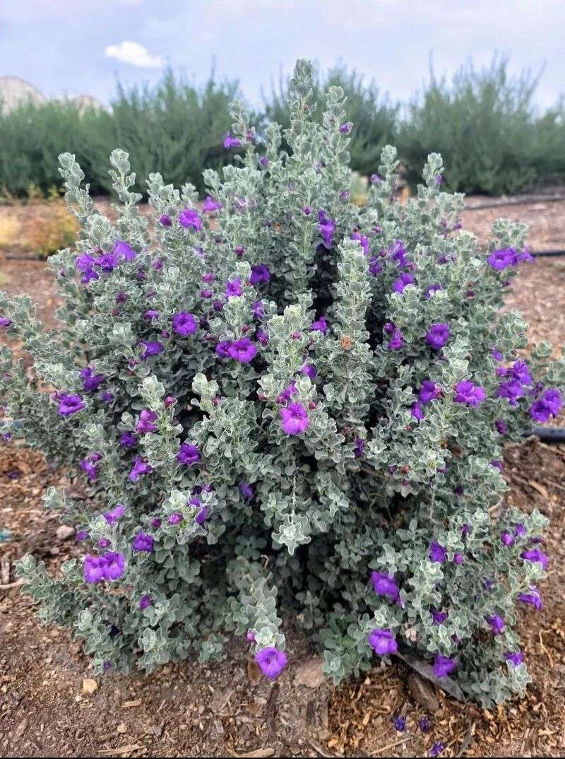 Check moisture while the new shrub establishes