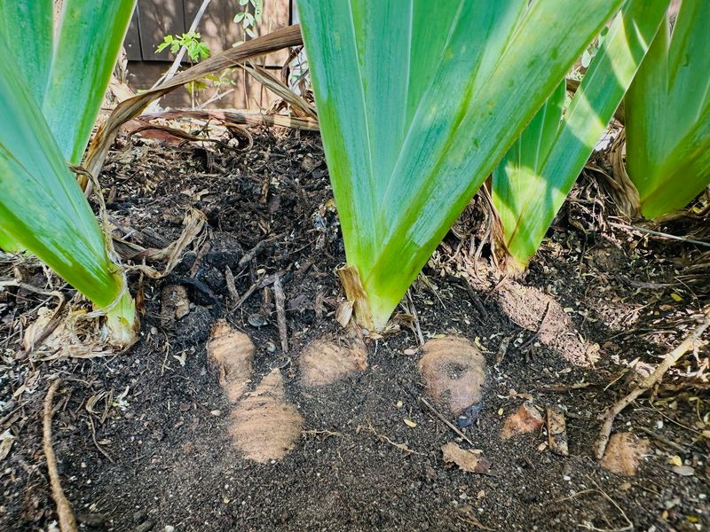 Check other causes of poor flowering Check other causes of poor flowering