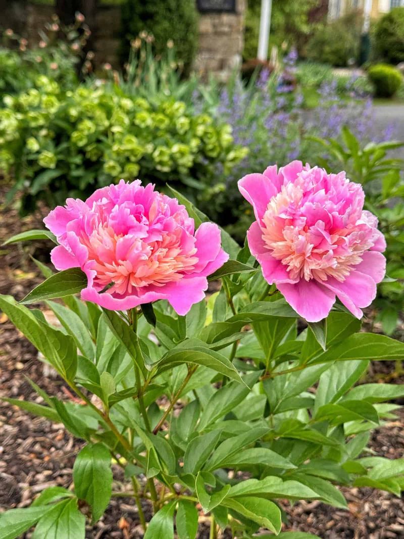 Check other causes of poor flowering