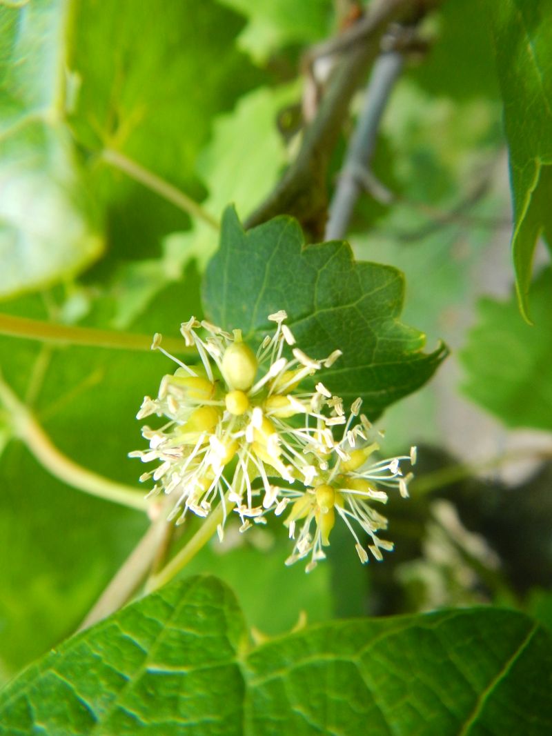 Check pollination and site conditions if the crop is sparse