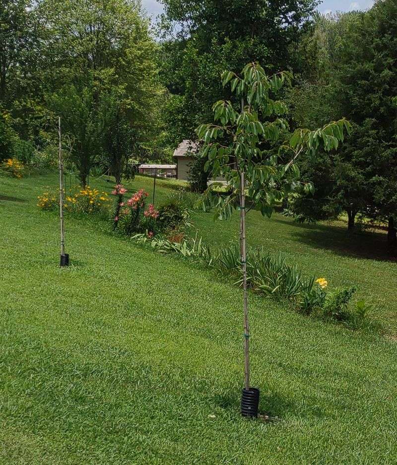 Check pollination needs before choosing a tree Check pollination needs before choosing a tree